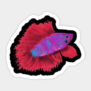 Siamese Fighting Fish Sticker